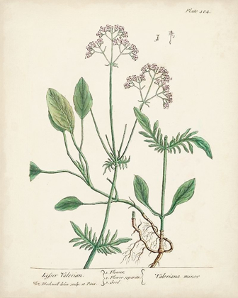Picture of ANTIQUE HERBS VI