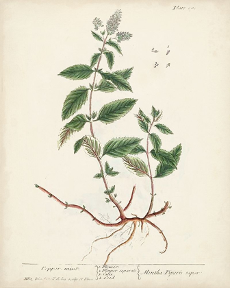 Picture of ANTIQUE HERBS VII