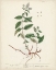 Picture of ANTIQUE HERBS VII