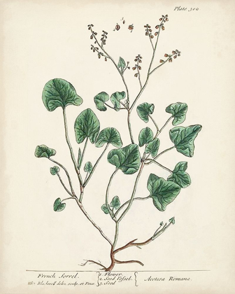 Picture of ANTIQUE HERBS VIII