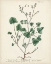 Picture of ANTIQUE HERBS VIII