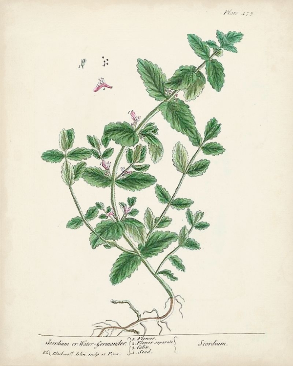 Picture of ANTIQUE HERBS IX