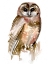 Picture of WATERCOLOR OWL II