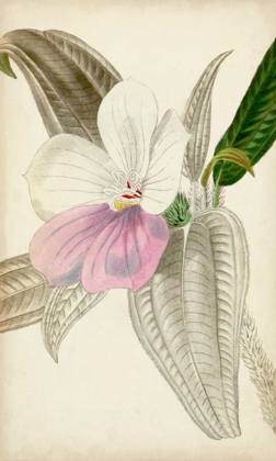 Picture of SILVERY BOTANICALS VII