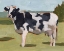 Picture of COW PORTRAIT II
