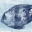 Picture of OCEAN STUDY IV