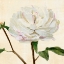 Picture of PEONY IN BLOOM I