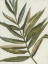 Picture of PASTEL FROND II