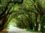 Picture of CANOPY ROAD I