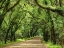Picture of CANOPY ROAD III