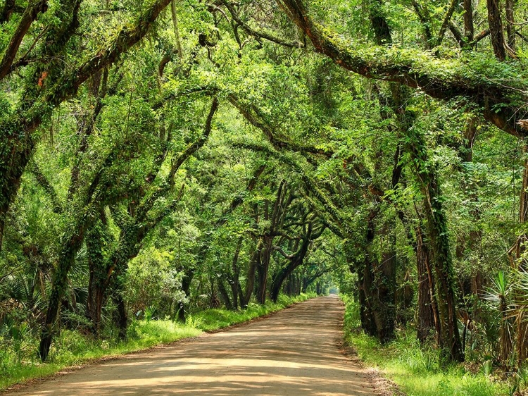 Picture of CANOPY ROAD III