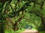 Picture of CANOPY ROAD V