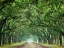 Picture of CANOPY ROAD VI