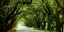 Picture of CANOPY ROAD PANORAMA I