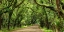 Picture of CANOPY ROAD PANORAMA III