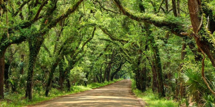 Picture of CANOPY ROAD PANORAMA III