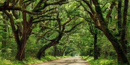 Picture of CANOPY ROAD PANORAMA IV