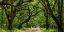 Picture of CANOPY ROAD PANORAMA IV