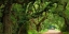 Picture of CANOPY ROAD PANORAMA V