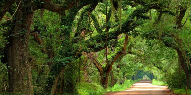 Picture of CANOPY ROAD PANORAMA V