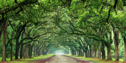 Picture of CANOPY ROAD PANORAMA VI