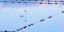 Picture of SWAN AND ROPES