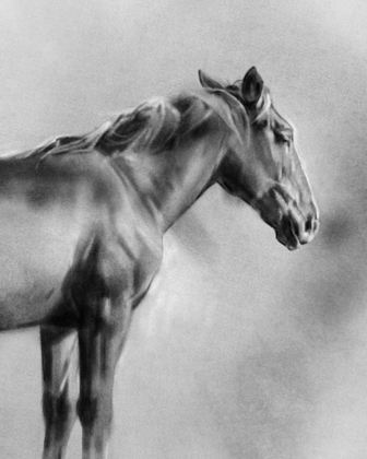 Picture of CHARCOAL EQUINE PORTRAIT I