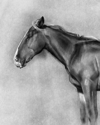 Picture of CHARCOAL EQUINE PORTRAIT II