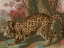 Picture of URBAN JUNGLE CAT II