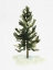 Picture of WATERCOLOR PINE I