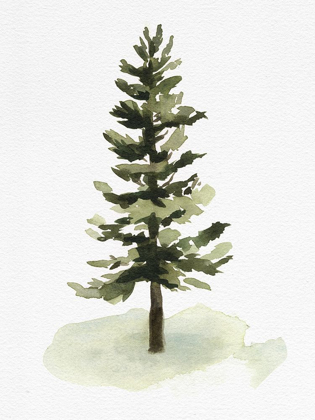 Picture of WATERCOLOR PINE II