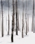 Picture of HAZY WINTER WALK II