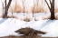 Picture of SNOWLAND III