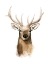 Picture of WATERCOLOR ELK PORTRAIT I