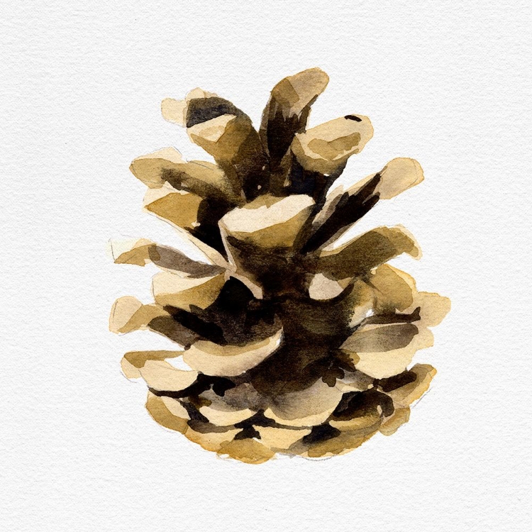 Picture of CONIFER CONE II