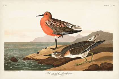 Picture of PL. 315 RED-BREASTED SANDPIPER
