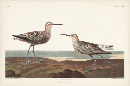 Picture of PL. 344 LONG-LEGGED SANDPIPER