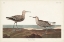 Picture of PL. 344 LONG-LEGGED SANDPIPER