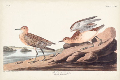 Picture of PL. 265 BUFF-BREASTED SANDPIPER