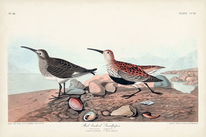 Picture of PL. 290 RED-BACKED SANDPIPER