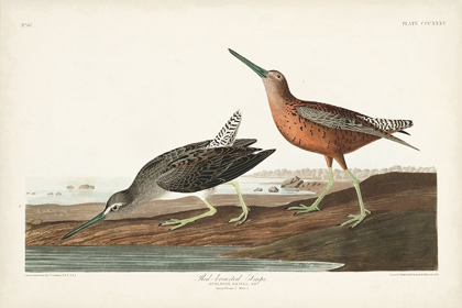 Picture of PL. 335 RED-BREASTED SNIPE