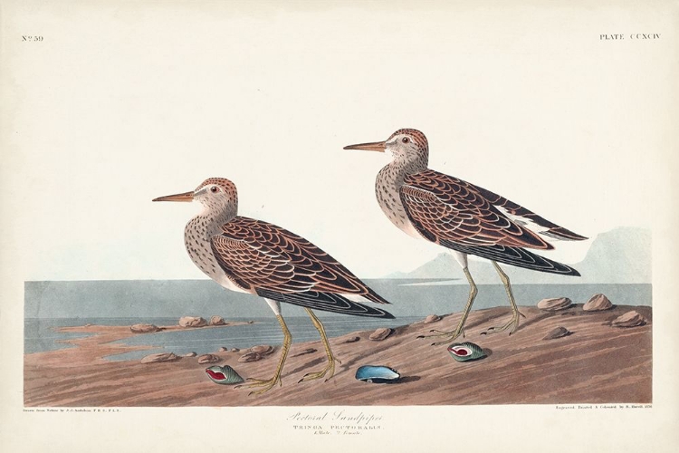 Picture of PL. 294 PECTORAL SANDPIPER