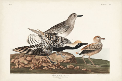 Picture of PL. 334 BLACK-BELLIED PLOVER