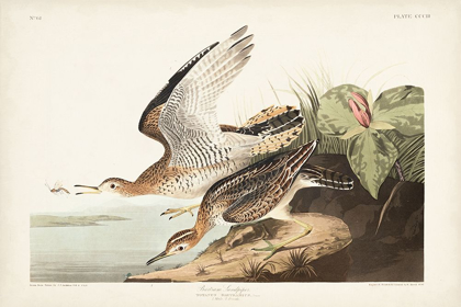 Picture of PL. 303 BARTRAM SANDPIPER