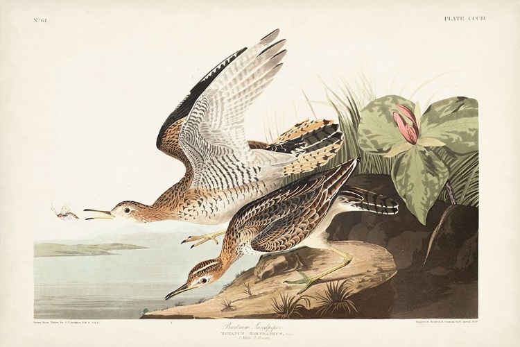 Picture of PL. 303 BARTRAM SANDPIPER