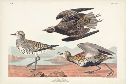 Picture of PL. 300 GOLDEN PLOVER