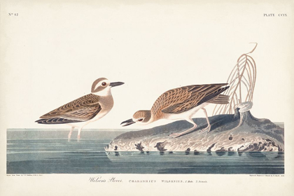 Picture of PL. 209 WILSONS PLOVER