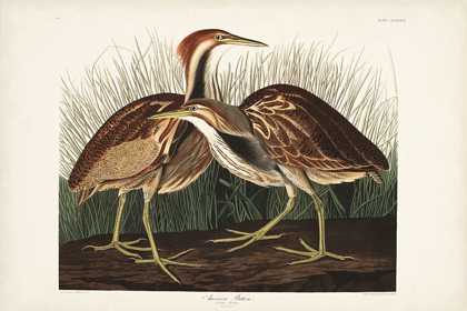 Picture of PL. 337 AMERICAN BITTERN