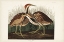 Picture of PL. 337 AMERICAN BITTERN