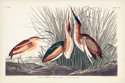 Picture of PL. 210 LEAST BITTERN